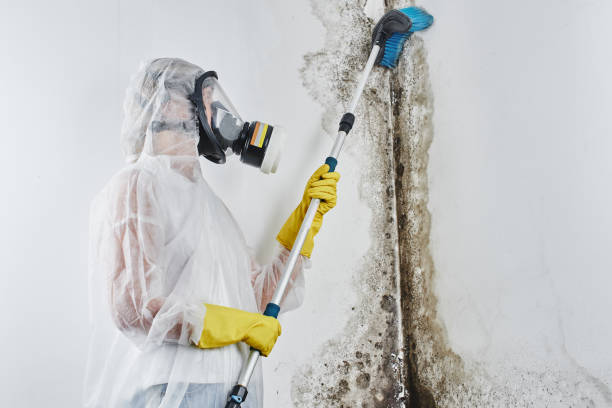 Attic Mold Removal in Etowah, NC